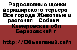 Родословные щенки йоркширского терьера - Все города Животные и растения » Собаки   . Кемеровская обл.,Березовский г.